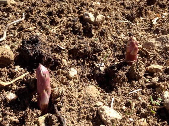 Asparagus